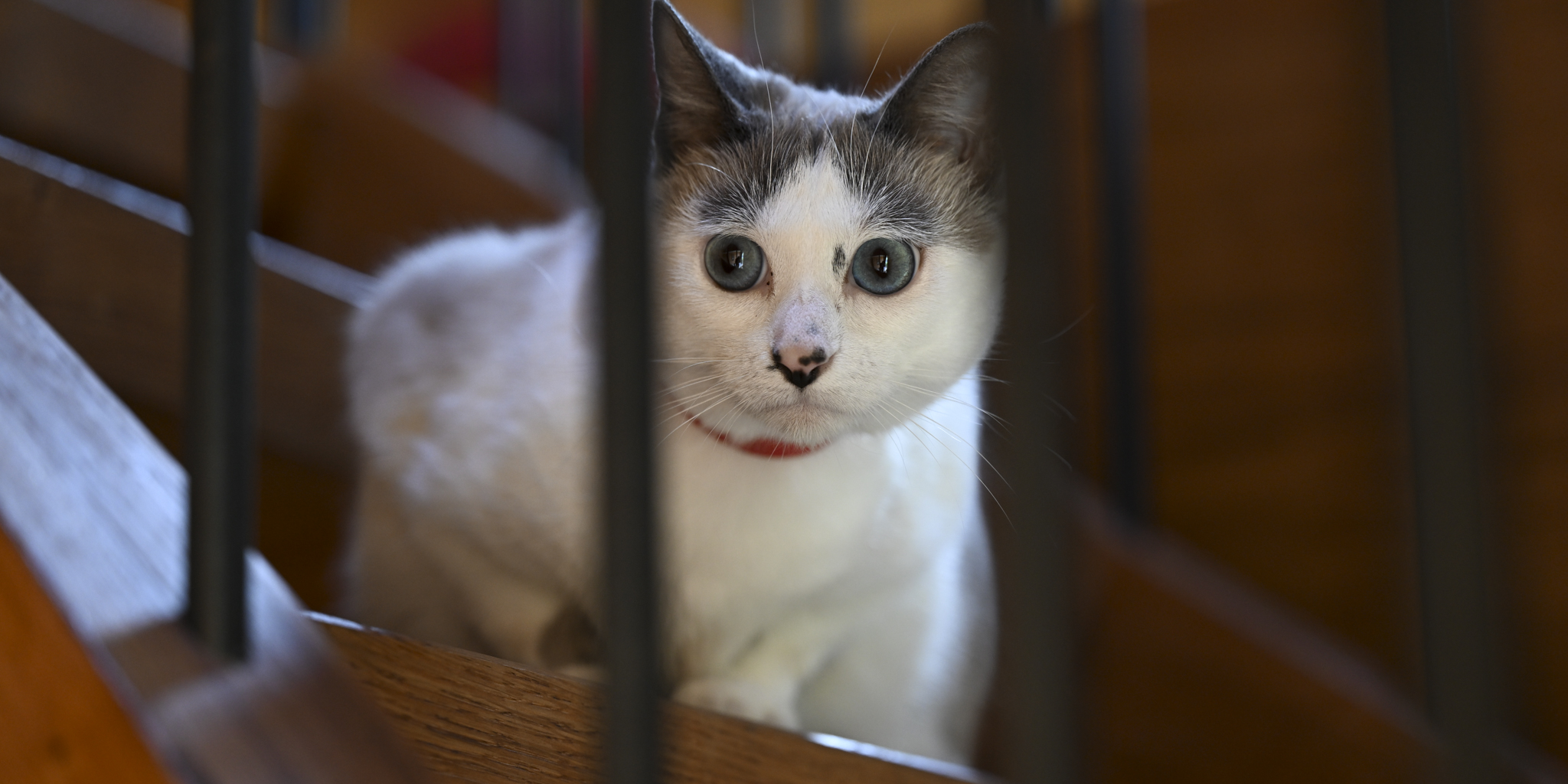 chat-escalier-chêne