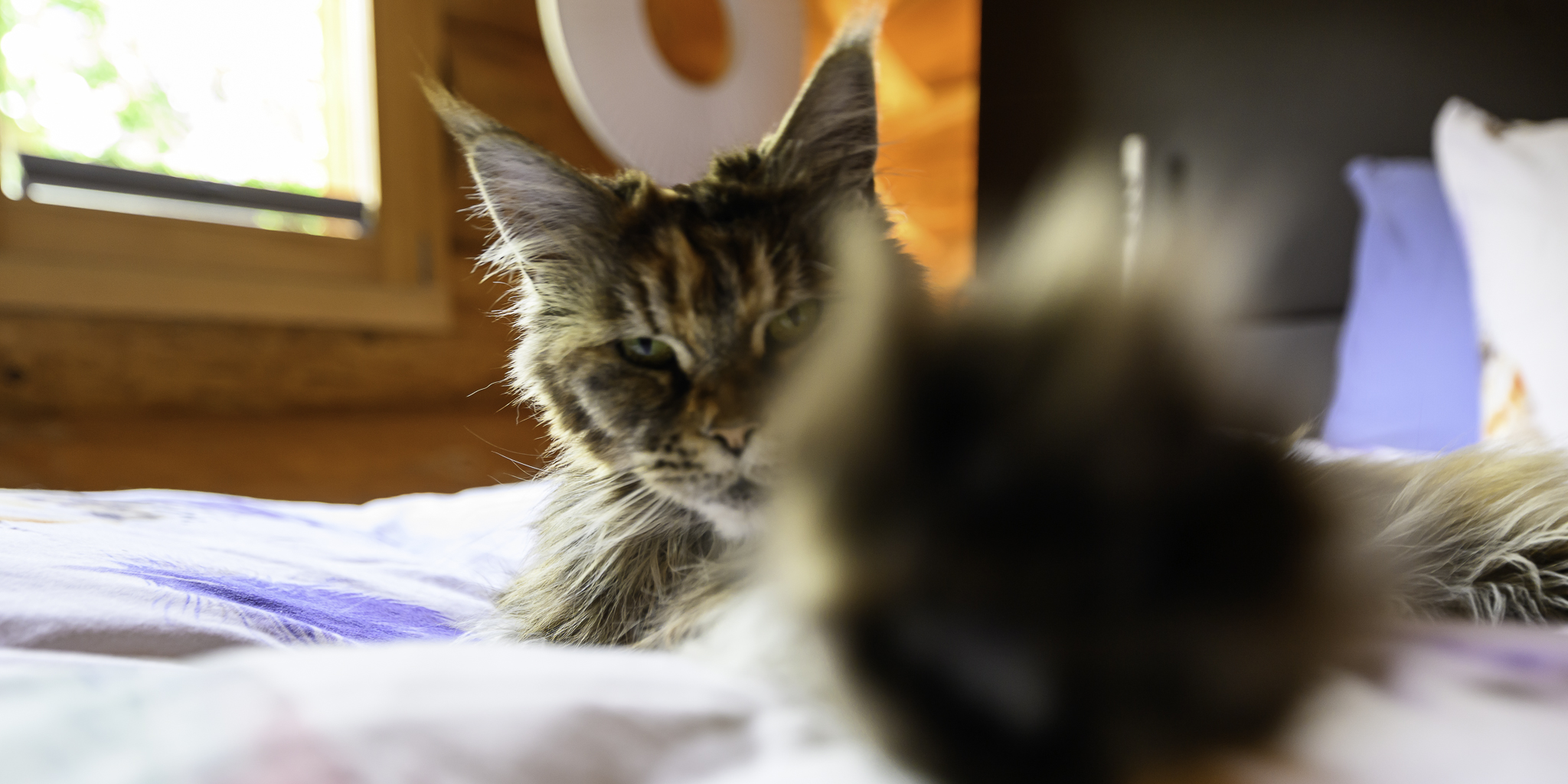 chat joueur